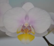 Phal. Be Glad X Phal. Nobby's Amy