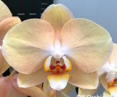 Phal. OX Galaxy '3029'