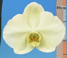 Phal. I-Hsin Green World
