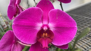 Phal. Colorful Cloud 'HUN24'