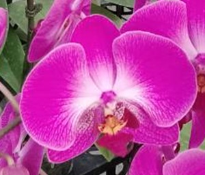 Phal. Colorful Cloud 'BLM5'