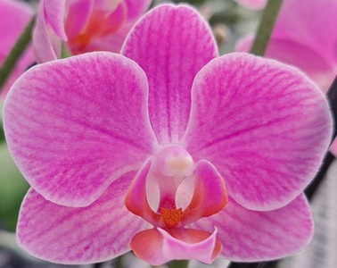 Phal. Taisuco 'MO13'