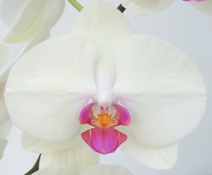 Phal. Younghome Kimono '947'