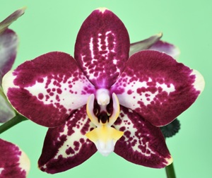 Phal. Younghome Victory Star '866'