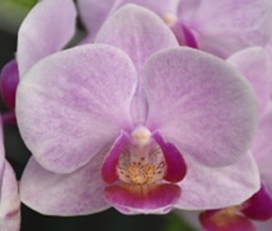 Phal. Chi Yueh Spirit