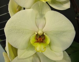 Phal. Chi Yueh Green Giant
