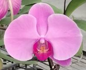 Phal. Colorfulcloud '07'