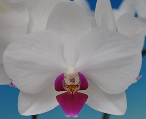 Phal. Taisuco Peggy '50201'