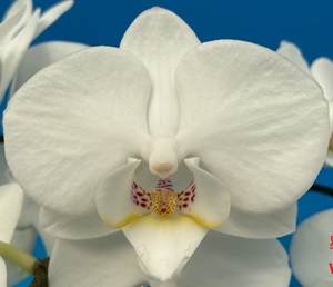 Phal. Star 'S2101'