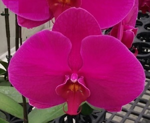 Phal. MS Red Apple
