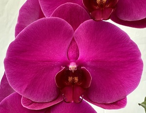 Phal. MS Purple Orchid