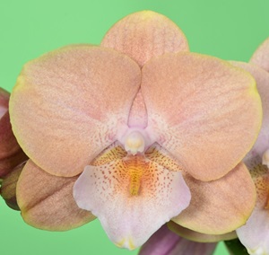 Phal. Younghome Walle '5129'