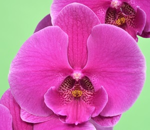 Phal. Younghome Festival '5301'