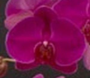 Phal. I-Hsin Purple Violet '2483'