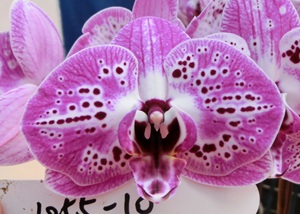 Phal. Lianher Clown '1055-10'