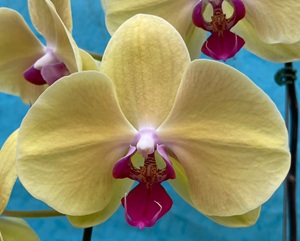 Phal. Harck Sunkist 'LK18'