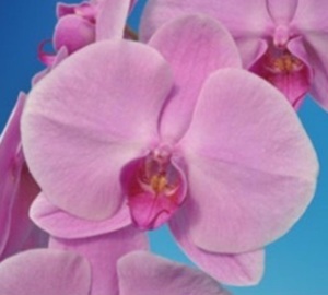 Phal. Taisuco '32305'