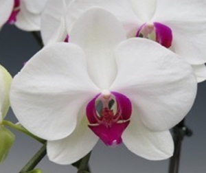 Phal. Taisuco '91201'