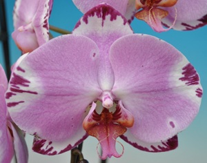 Phal. Taisuco '01801'