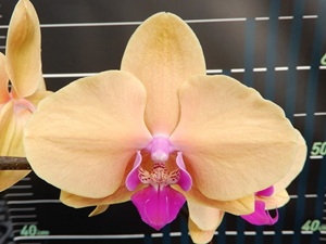 Phal. Younghome Yakurto '5261'