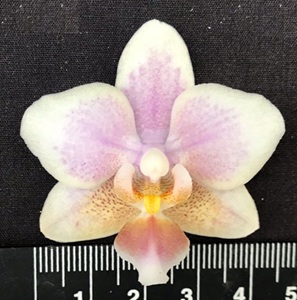Phal. Petite Snow x Phal. Tzu Chiang Balm '1486'