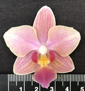 Phal. Petite Snow x Phal. Tzu Chiang Balm '1489'
