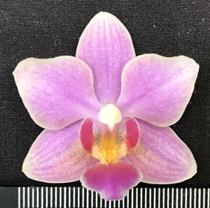 Phal. Petite Snow x Phal. Tzu Chiang Balm '1490'