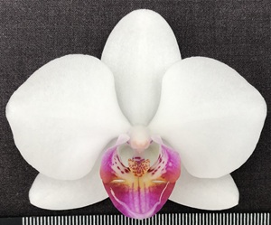 Phal. Happy Mark x Phal. amabilis '2008'