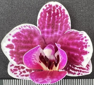 Phal. I-Hsin Pink Bird x Phal. Chiada Demi '2622-7'
