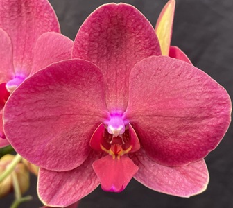 Phal. Taida Passion Ruby 'TD Symphony Coral'