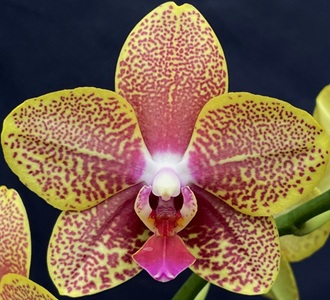 Phal. KV Golden Star 'A12992'