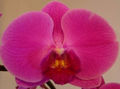 Phal. Taisuco 'NL013'
