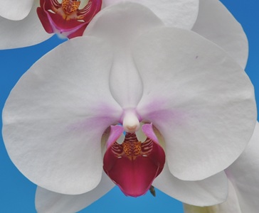 Dtps. Taisuco Miraculous