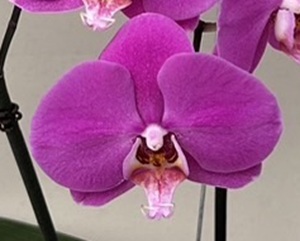 Phal. Harck 'L1342'