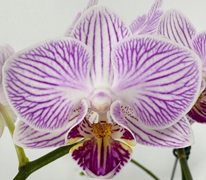 Phal. MS Stripe Lilian