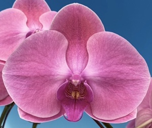 Phal. MS Lady Coral