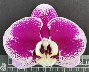 Phal. Fuller's Cheese X Phal. OX King