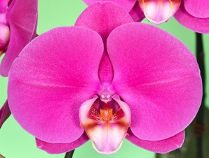 Phal. Younghome Marshmallow