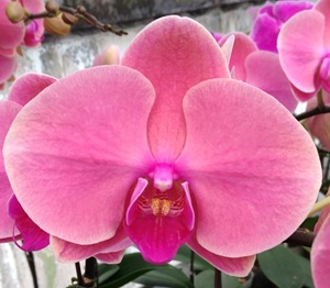 Phal. Ben Yu '573'