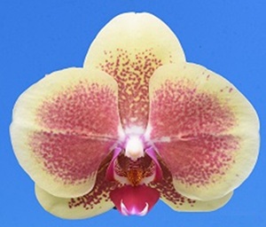 Phal. I-Hsin Phoenix City '2573'