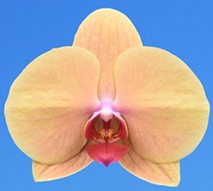 Phal. I-Hsin Green World '2658'