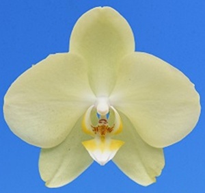 Phal. I-Hsin 'TEM0097'