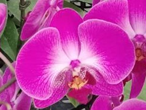 Phal. Colorfulcloud 'BLM02'