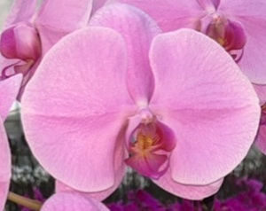 Phal. Yu Pin Pink Panther '1386'