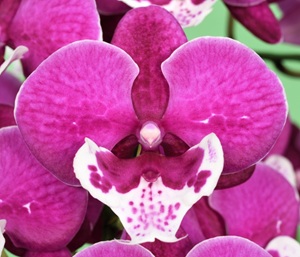 Phal. Younghome Dreamlike '1033'