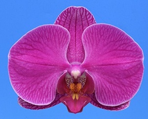 Phal. I-Hsin Tulip Rose