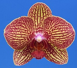 Phal. I-Hsin Yellow Leopard '2421'