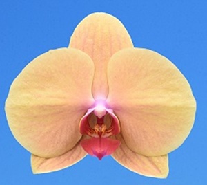 Phal. I-Hsin Flaming Sun
