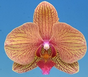 Phal. I-Hsin Orange Pie