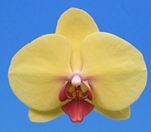 Phal. I-Hsin Sun Pie